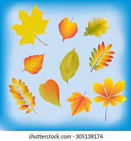 Set of autumn leaves of different trees on a blue background.