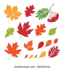 Set of autumn leaves of different trees. Hand drawn. Sketch, doodles, design elements. Isolated on white. Vector illustration.