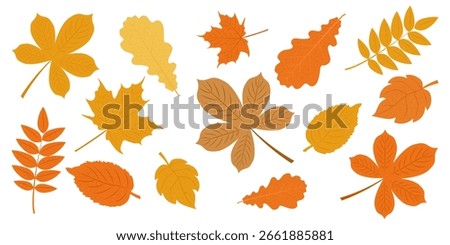 Set of autumn leaves from different trees. Fallen leaves in warm seasonal colors for patterns, banner, stickers. Vector illustration