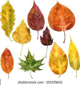 set of autumn leaves drawing by watercolor, hand drawn vector elements
