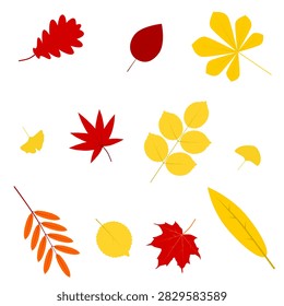 Set of autumn leaves in flat style. Colorful autumn leaves: maple, ash, hornbeam, oak, aspen, birch, chestnut, ginkgo and rowan