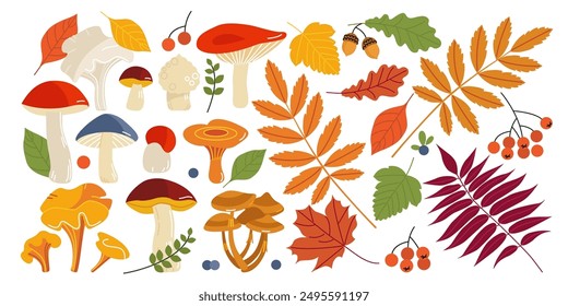 set of autumn leaves and forest edible mushrooms isolated on a white background. a flat cartoon-style drawing. stock vector illustration. EPS .

