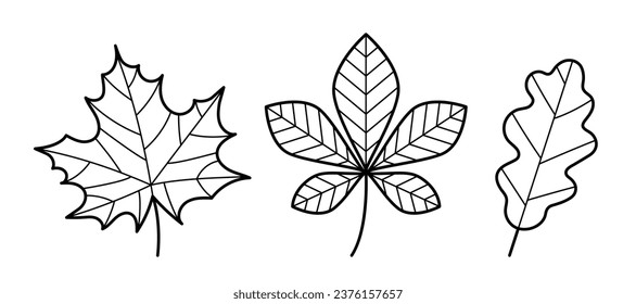 Conjunto de hojas de otoño. Icono dibujado a mano de boceto de arce, castaño y hoja de roble. Estilo de línea de garabato. Ilustración vectorial aislada en fondo blanco.