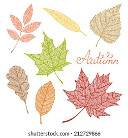 Set of autumn leaves. Hand-drawn vector elements for your autumn design. 
