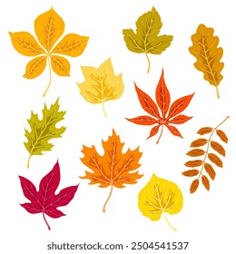 Set of autumn leaves. Illustration of various foliage.