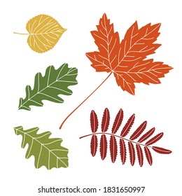 Set of autumn leaves. Includes linden, maple, oak, and rowan leaves.