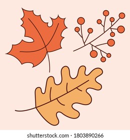 Set of autumn leaves. Includes oak leaf, maple leaf, ash berry isolated vector illustration. Vector icons for mobile and web design in flat style. App logo set. Seasonal leaves for autumn weather