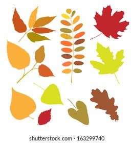 Set of a autumn leaves isolate