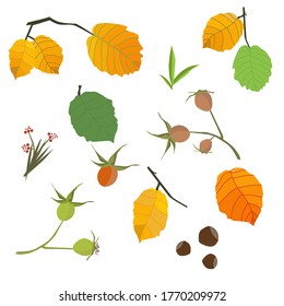 Set of autumn leaves. Isolated elements. Vector