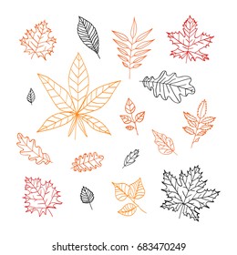 Set of autumn leaves. isolated elements on white background