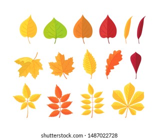 Set of autumn leaves isolated on white background. Botanical forest plants, yellow, red autumn leaf, fallen dry leaves. Cartoon leaf collection in flat style. Vector