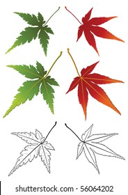 Set of autumn leaves isolated on the white. Vector.