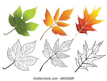 Set of autumn leaves isolated on the white. Vector.