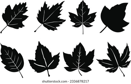 Set of autumn leaves. Set of autumn leaf silhouettes. Autumn leaf icons set. Black and white autumn leaf vectors.
