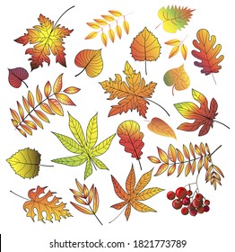 Conjunto de hojas de otoño - arce, abedul, ceniza, ceniza de montaña, castaño, álamo, roble. Aislado sobre un fondo blanco. Ilustración vectorial de material.