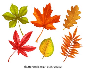 Set autumn leaves maple, oak, elm, chestnut, Japanese maple and rhus typhina. Vector illustration. Cartoon style.