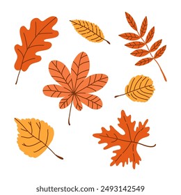 Set of autumn leaves maple, oak, birch, sycamore in various shapes and colors. Textured fall forest elements. Vector hand drawn kit illustration isolated on white background.