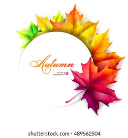 Set of autumn leaves of maple. Vector eps 10.