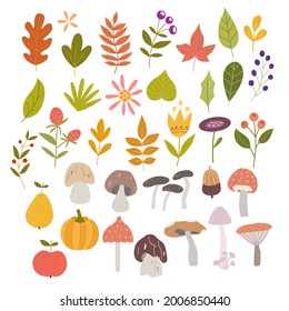 Set of autumn leaves, mushrooms, berries and fruits. Vector graphics on a white background. For the design of postcards, posters, prints for mugs, pillows, t-shirts, botanical illustrations.