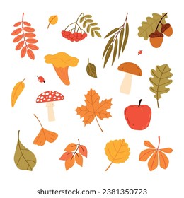 Set of autumn leaves and mushrooms. Botanical fall collection. Flat vector illustration isolated on white background