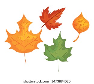 set of autumn leaves nature plant