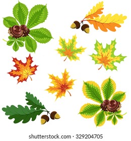 Set of autumn leaves and nuts on a white background