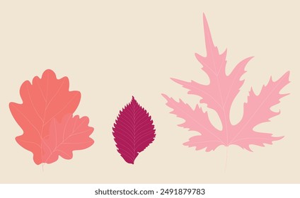 Set of autumn leaves. Leaves of oak, birch and maple on a colored background in vector