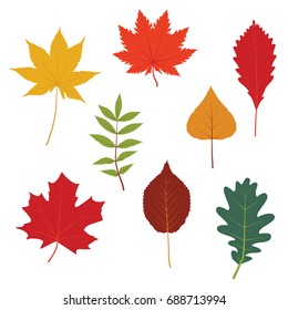 Set of autumn leaves oak, elm, birch, poplar and another. Isolated design elements on white background. Vector illustration.