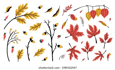Set of autumn leaves, oak and maple, branches and acorns, rose hips, physalis in yellow, red and black colors. Hand-drawn illustrations in flat style. For autumn decorations. Isolated on white.