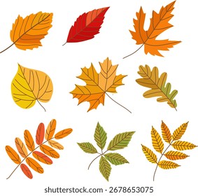 Conjunto de hojas de otoño. Hojas de roble, arce, castaño. Conjunto de hojas de otoño amarillas, rojas y naranjas. Ilustración vectorial plana sobre fondo blanco