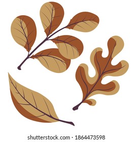 Set of autumn leaves on a white background. Oak, willow and walnut leaf. Vector simple printable illustration.