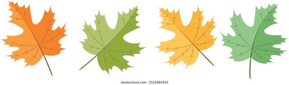 Set of autumn Leaves on white background.Set of Maple leaves. Vector illustration