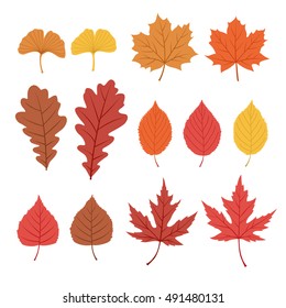 Set of autumn leaves on white background