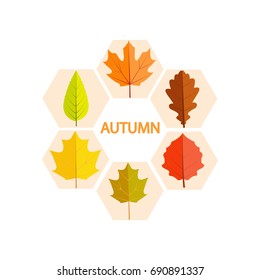 Set of autumn leaves on a white background. Vector illustration.