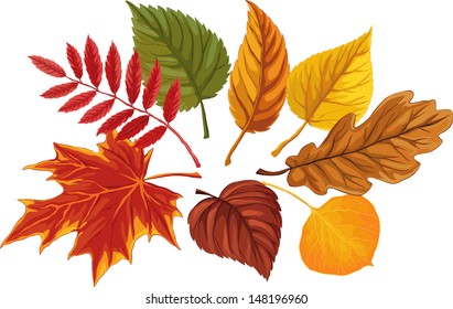 Set of autumn leaves over white background. Each leaf is on separate level.