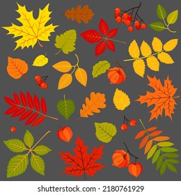 Set of autumn leaves, physalis and bunches of rowan isolated on gray background. Vector