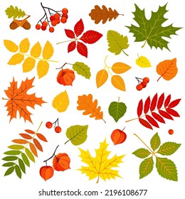 Set of autumn leaves, physalis and bunches of rowan isolated on gray background. Vector
