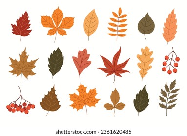 Set of autumn leaves and plants