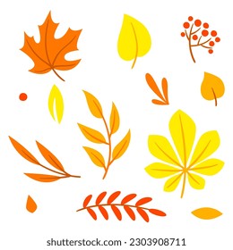 Set of autumn leaves and plants. Beautiful decorative natural plants and foliage.
