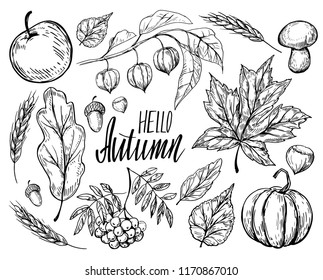 Set of autumn leaves and plants. Hand drawn sketch converted to vector 