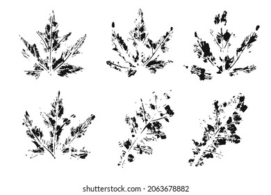 Set of autumn leaves prints isolated on a white. Oak and maple.