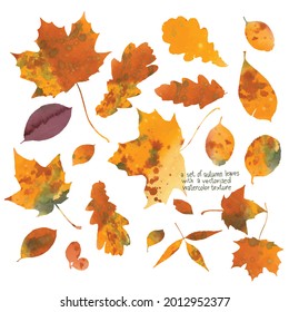 A set of autumn leaves . Realistic silhouettes of oak, maple, aronia, willow leaves with a watercolor texture. Isolated vector images for use as a graphic resource for the designer.