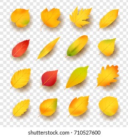 Set of autumn leaves realistic vector illustrations on transparent background. Fall foliage with maple leaf, birch and oak seasonal plants