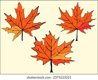 Set of autumn leaves of red maple. Canada Day. Leaves for the herbarium. Red and yellow maple leaves bring autumn closer; Autumn motif