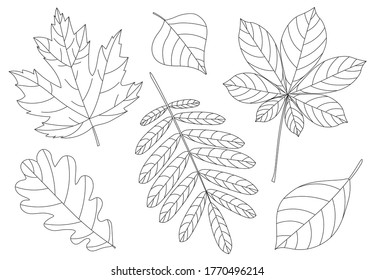 Set of autumn leaves of rowanberry maple oak chestnut chestnut acorn berries vector illustration black and white colors