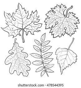 Set of autumn leaves, sketch style vector illustration isolated on white background. Red, yellow and orange maple, aspen, oak and rowan leaves in the fall season.