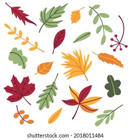 Set of autumn leaves and twigs in cartoon flat doodle style. Leaf of maple, oak and various trees. Objects, elements, cliparts, items for the design of postcards, posters, banners. For Thanksgiving