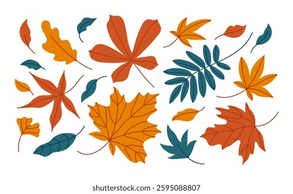 Set of autumn leaves in a variety of shapes and colors, including maple, oak and rowan leaves. Hand drawn vector illustration.