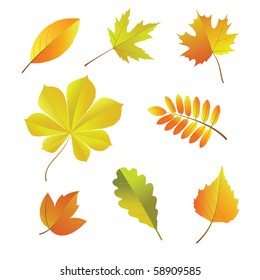 A set of autumn leaves. Vector