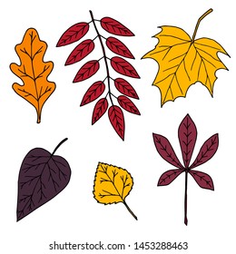Set of autumn leaves. Vector cartoon illustrations. Hand-drawn style. Isolated objects on a white background.